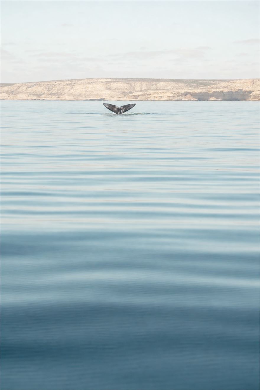 Southern right whale off the Valdés Peninsula