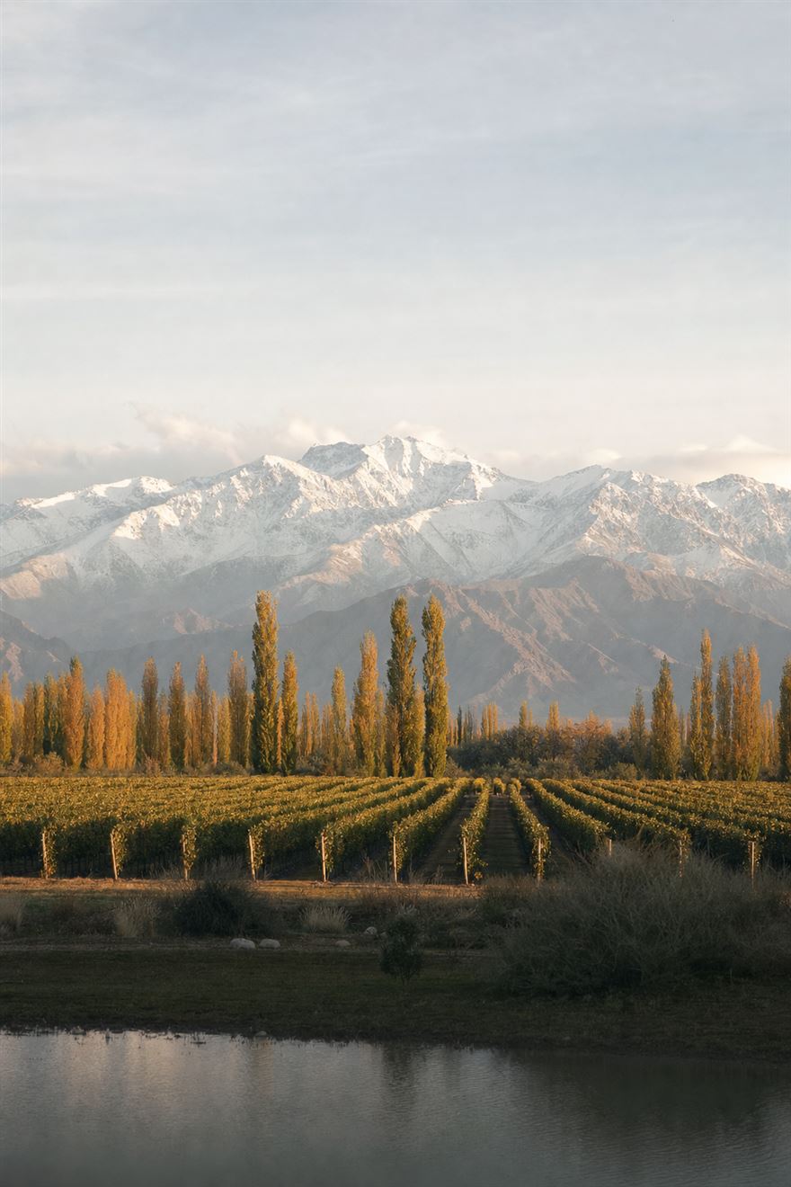 Vineyards at the foot of the Andes